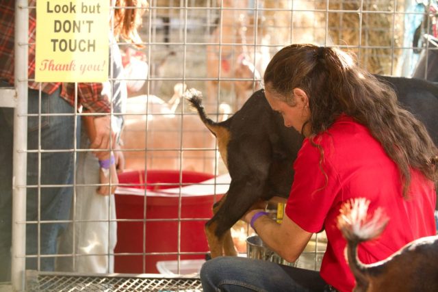 Caledonia County Fair – Goat Milking – Carolyn Morrison – Sonup 2 Sondown Farm – Sheep & Goat Superintendent at the Caledonia County Fair