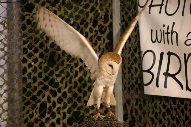 Caledonia County Fair – birds of prey – Barn Owl