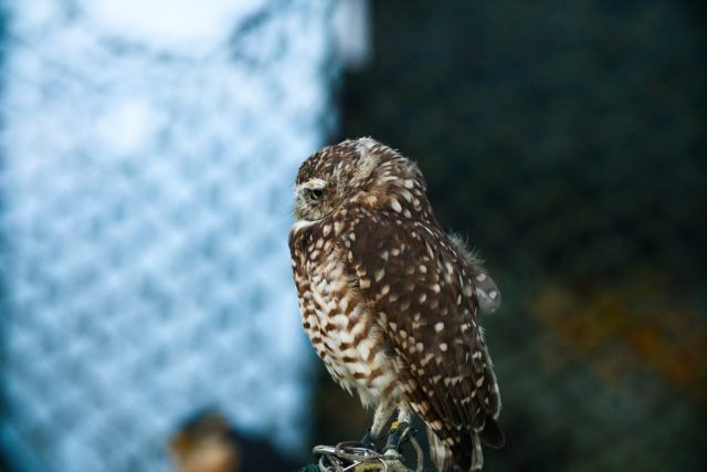 Caledonia County Fair – birds of prey – Burrowing Owl 2