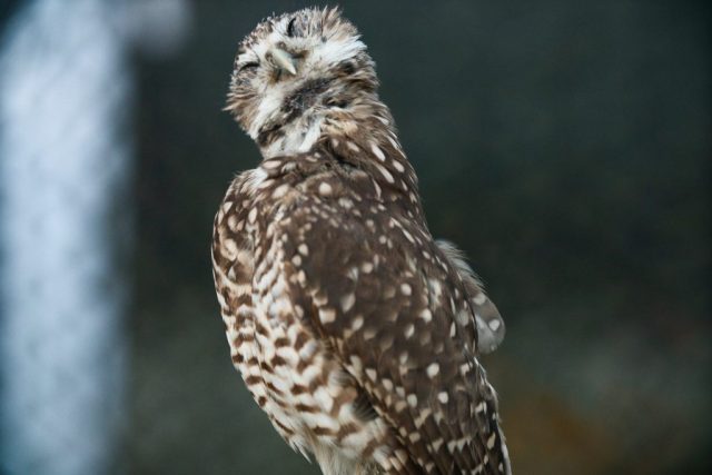 Caledonia County Fair – birds of prey – Burrowing Owl 3
