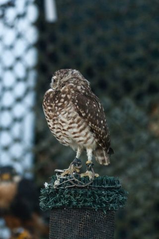 Caledonia County Fair – birds of prey – Burrowing Owl