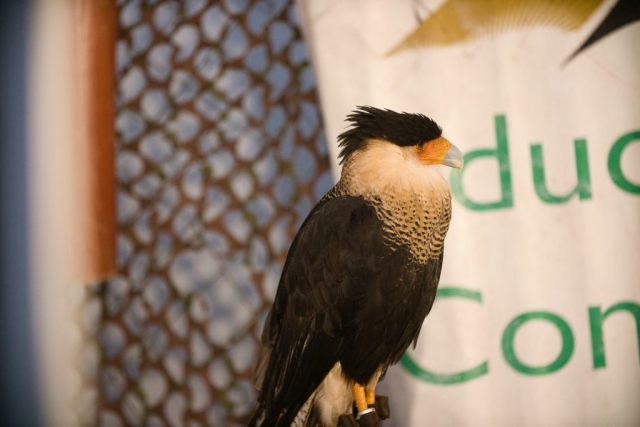 Caledonia County Fair – birds of prey – Crested Caracara