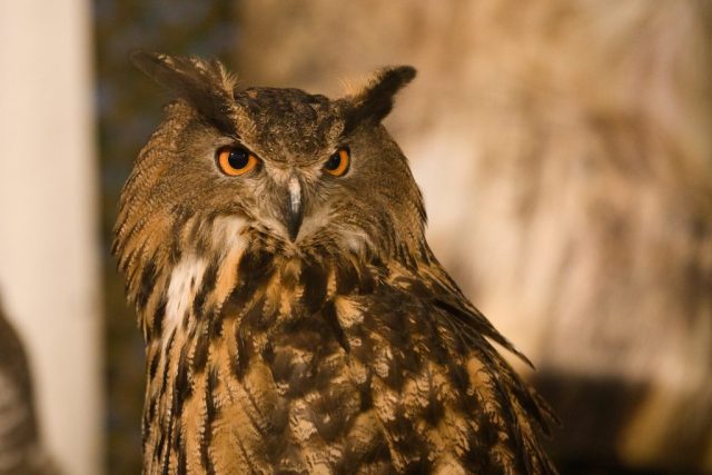 Caledonia County Fair – birds of prey – Eurasian Eagle-Owl