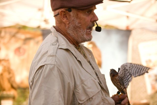 Caledonia County Fair – birds of prey – Jonathan Wood (falconer) American Kestrel