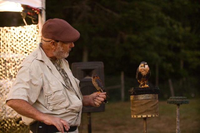 Caledonia County Fair – birds of prey – Jonathan Wood (falconer) American Kestrel and Barbary Falcon