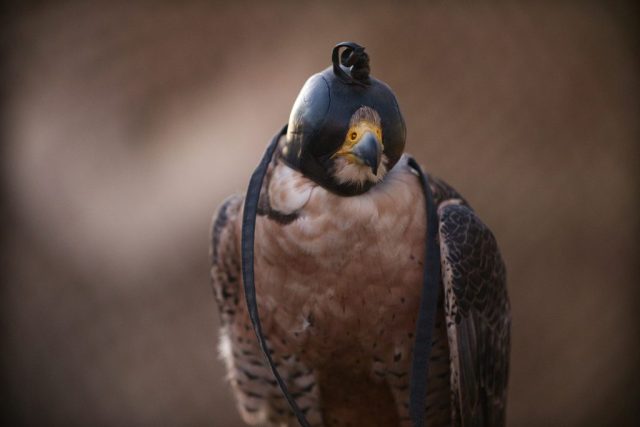 Caledonia County Fair – birds of prey – Peregrine Falcon