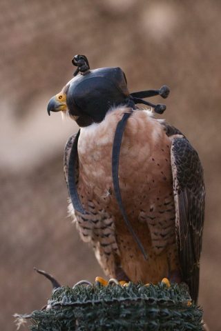 Caledonia County Fair – birds of prey – Peregrine Falcon 2