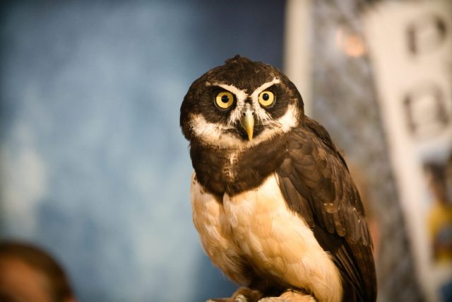 Caledonia County Fair – birds of prey – Spectacled Owl