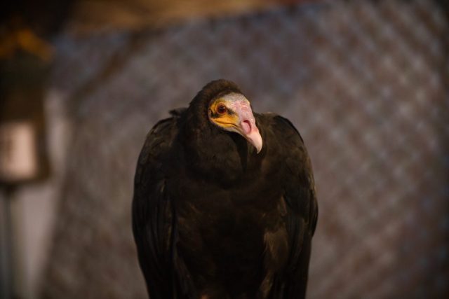 Caledonia County Fair – birds of prey – Turkey Vulture