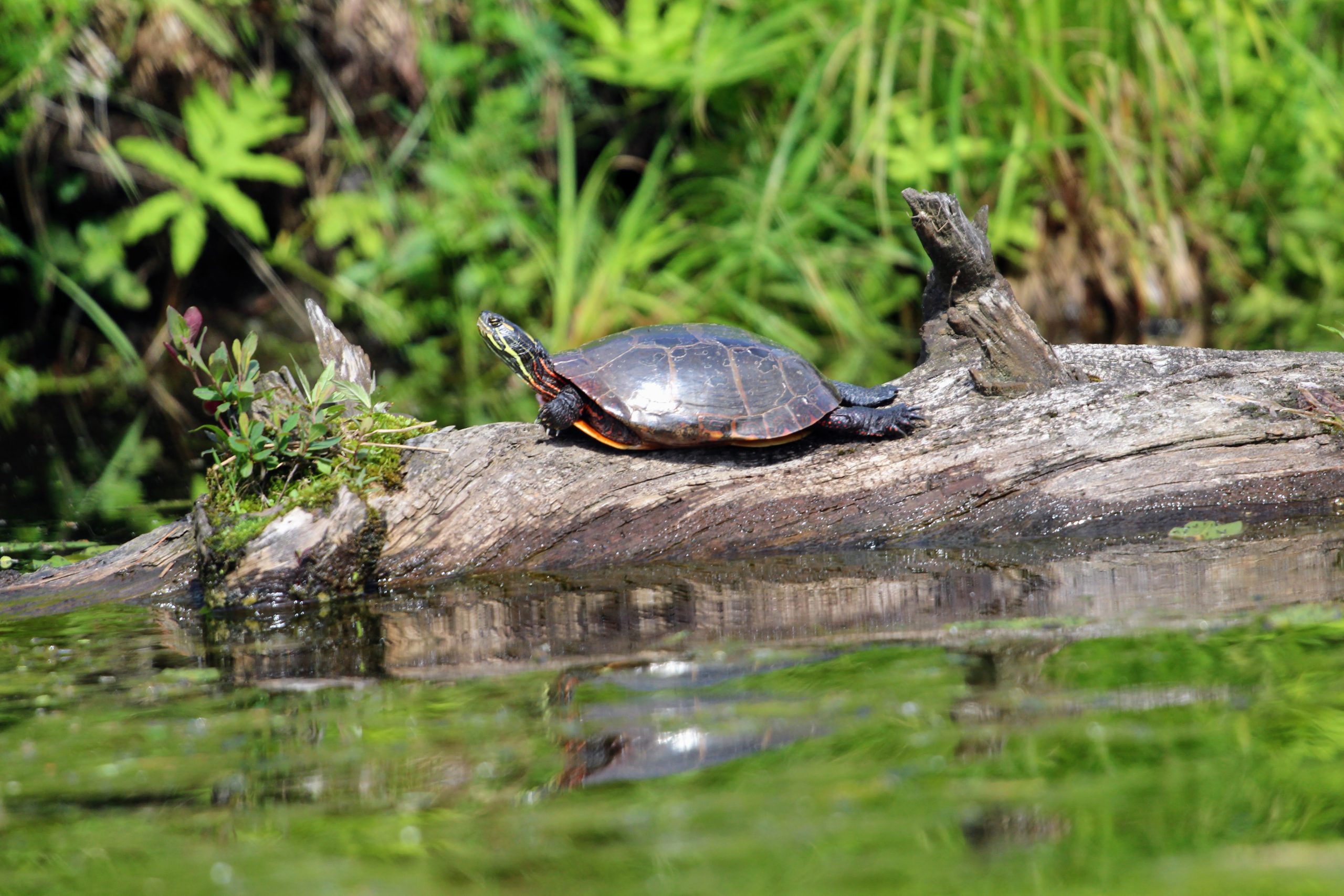 Basking at Baker’s Pond