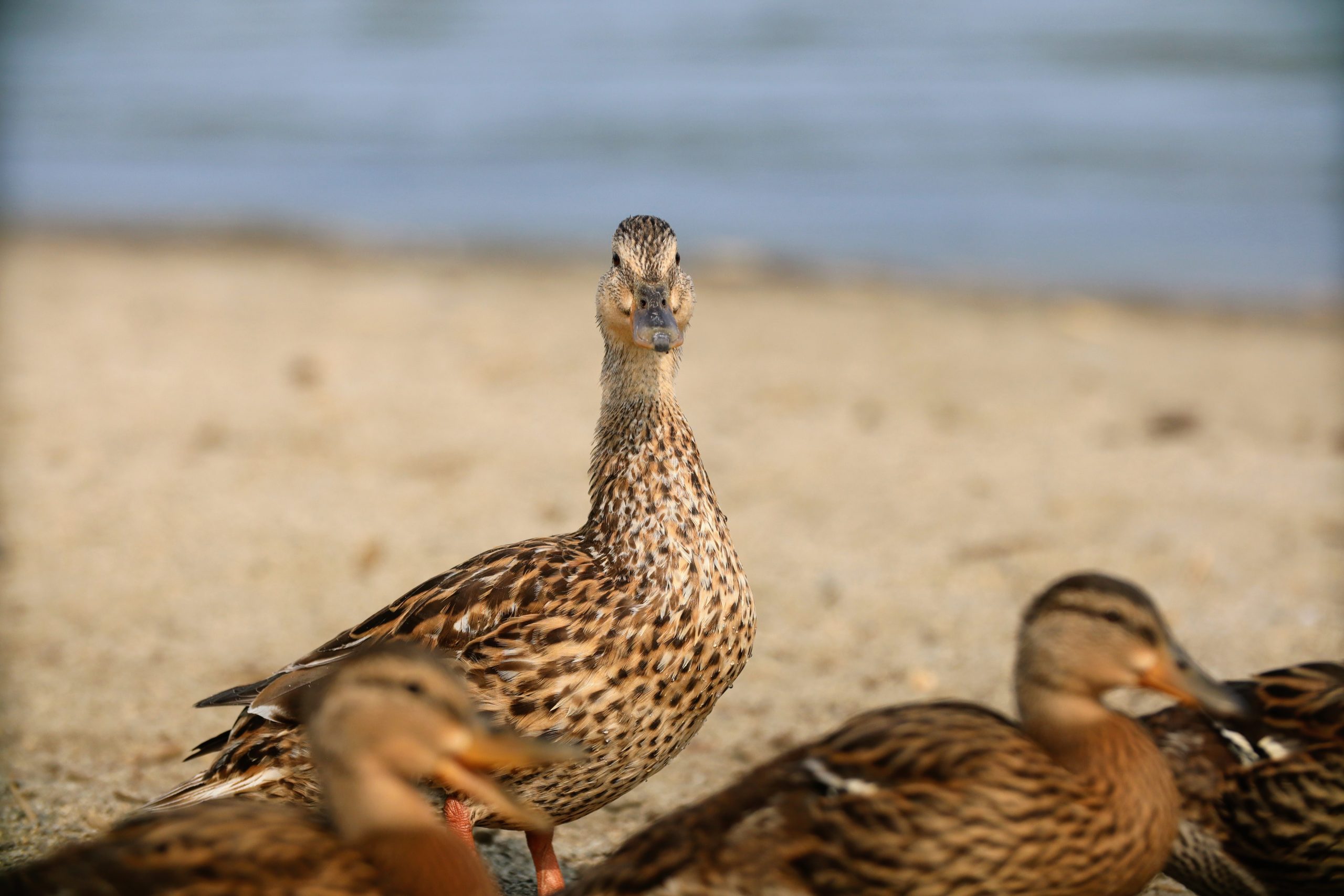 Ducks