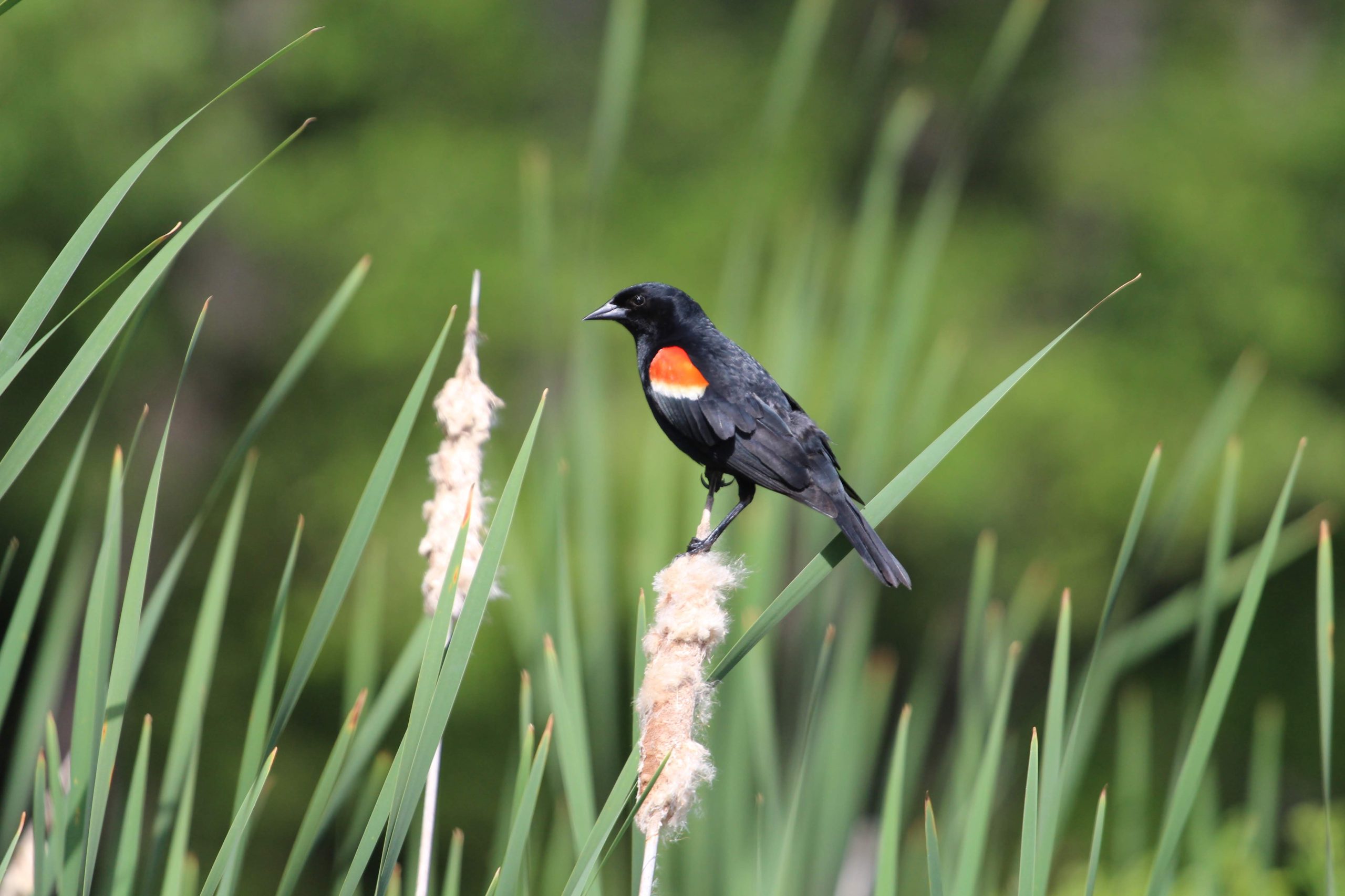 Red-Winged Blackbirds of Baker’s Pond