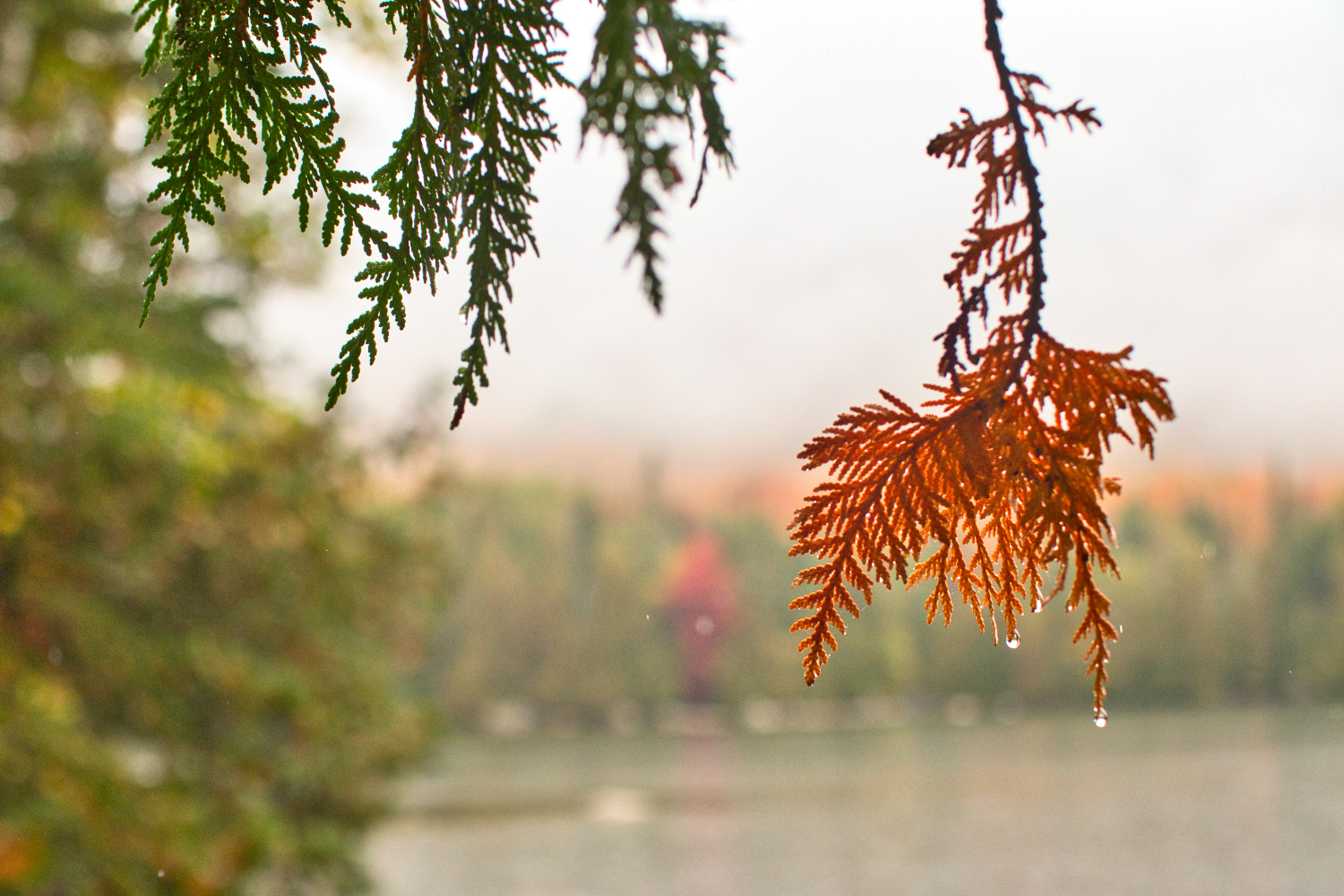 Job’s Pond – Mist and Rain