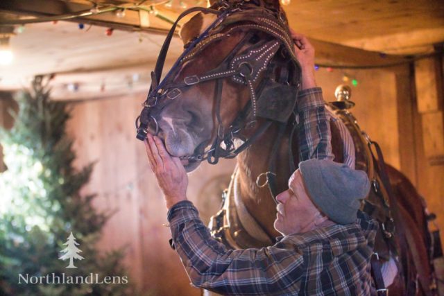 Owner Jeff Simpson adjusts the tack on one of his draft horses inside the barn at The Kingdom’s Horse Drawn Wagon and Sleigh Rides in Brownington before heading out on a sleigh ride. (Photo by Tim Lenahan)