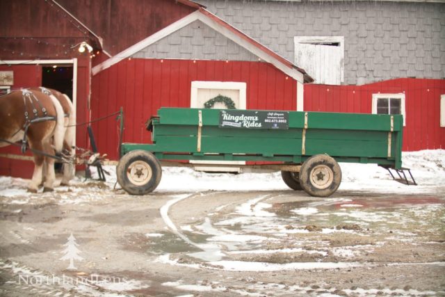 A green wagon hitched to a team of draft horses waits outside the barn at The Kingdom’s Horse Drawn Wagon and Sleigh Rides in Brownington. (Photo by Tim Lenahan)