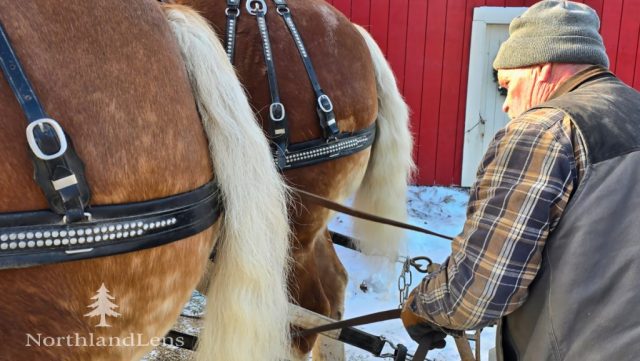 Jeff Simpson connects the traces on a pair of draft horses outside the barn at The Kingdom’s Horse Drawn Wagon and Sleigh Rides in Brownington. (Photo by Tim Lenahan)