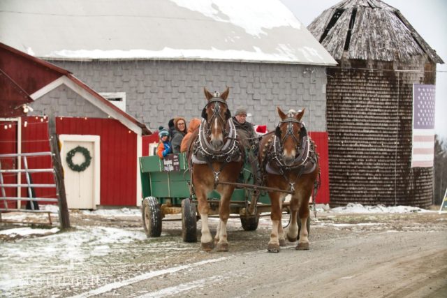 A team of draft horses pulls a loaded wagon away from the barn at The Kingdom’s Horse Drawn Wagon and Sleigh Rides in Brownington as guests head out on a winter ride. (Photo by Tim Lenahan)