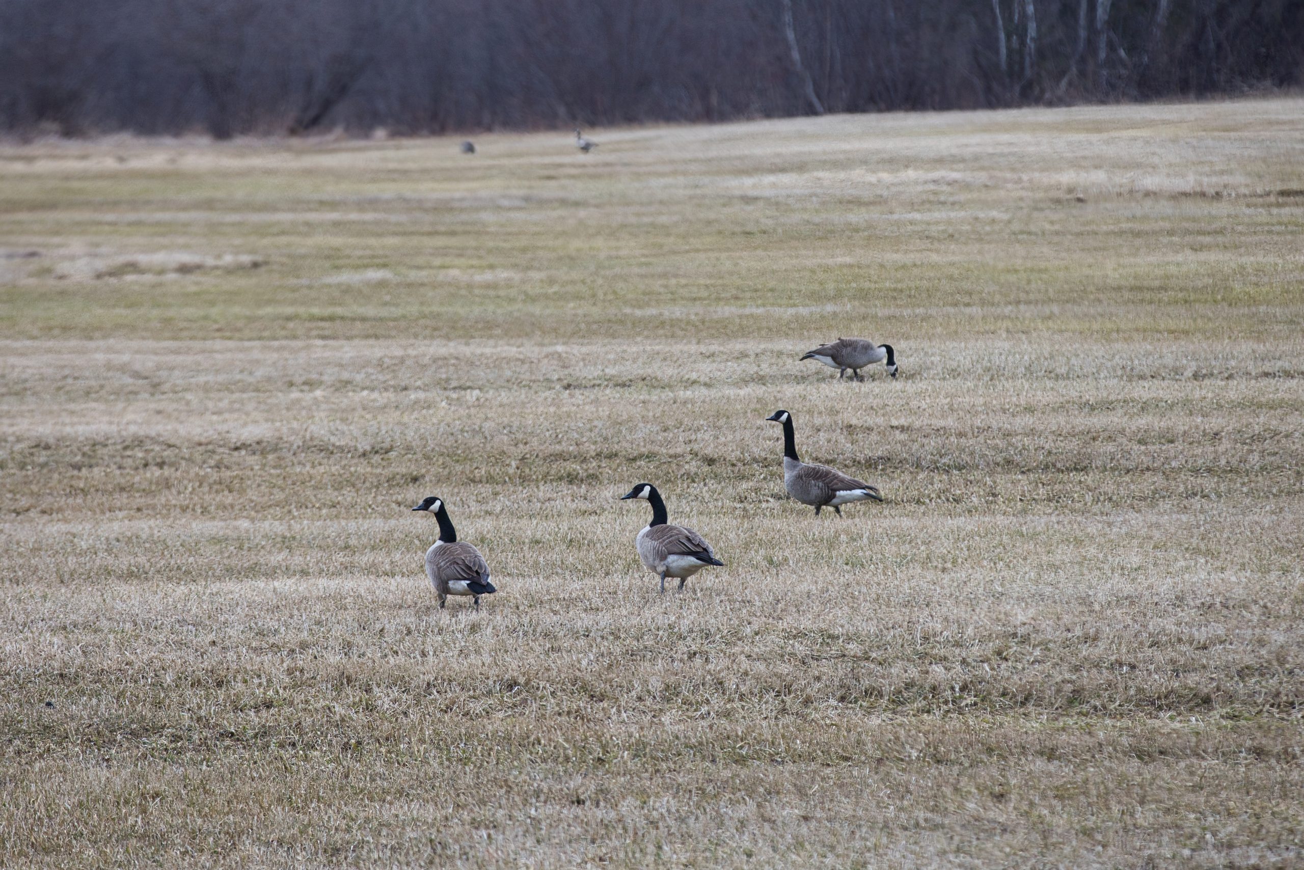 When the Geese Return