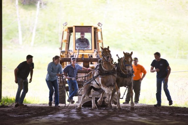 horse pull – team making a pull – 2 Horse pull at the Orleans County Fairgrounds in Barton, Vermont